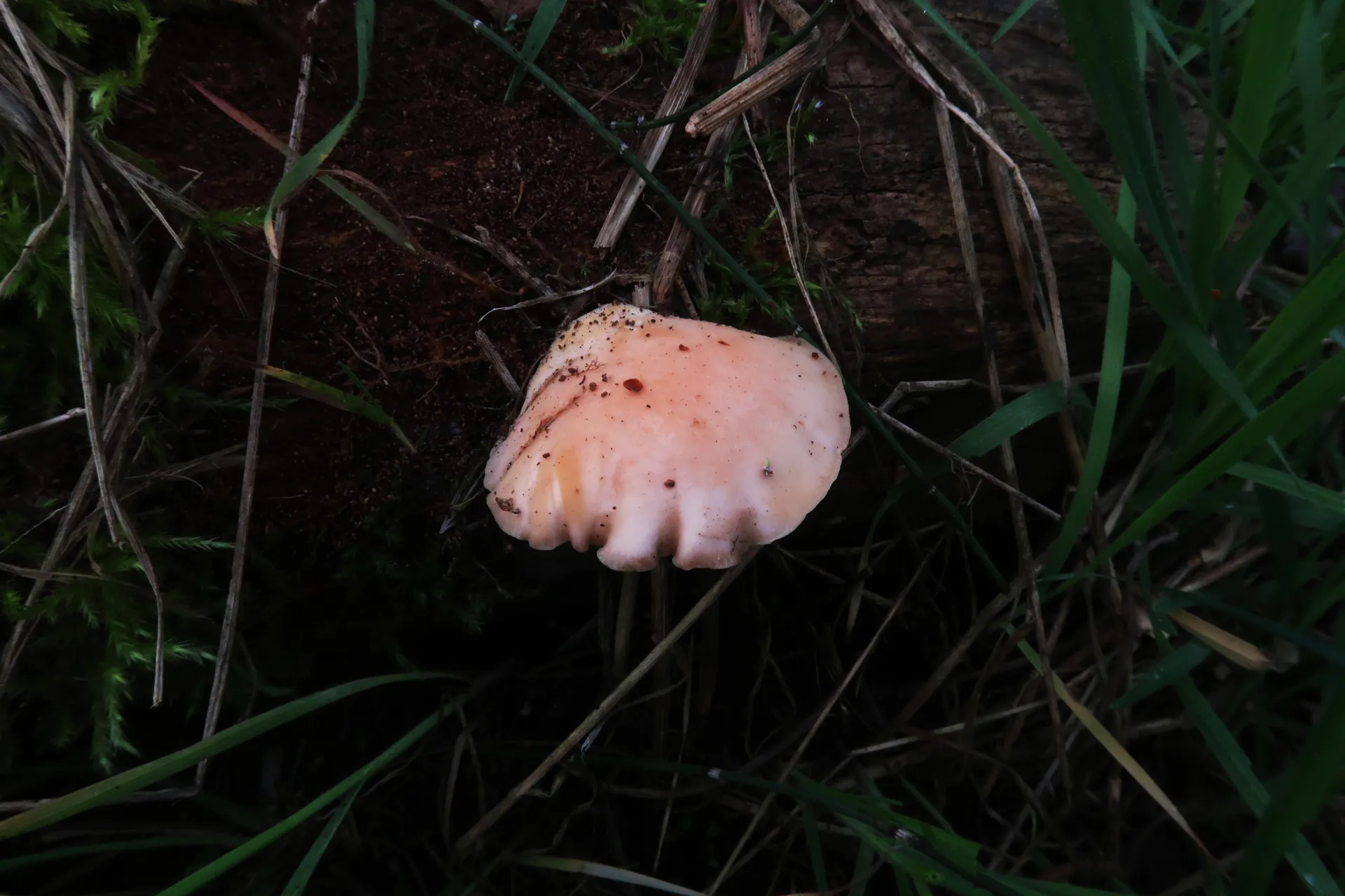Rhodotus palmatus - 1 - IMG_6441